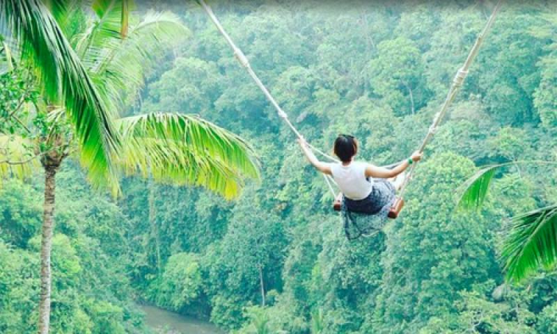 Jungle Swing Jungle Swing